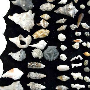 Nice lot of shells for your decorating needs.